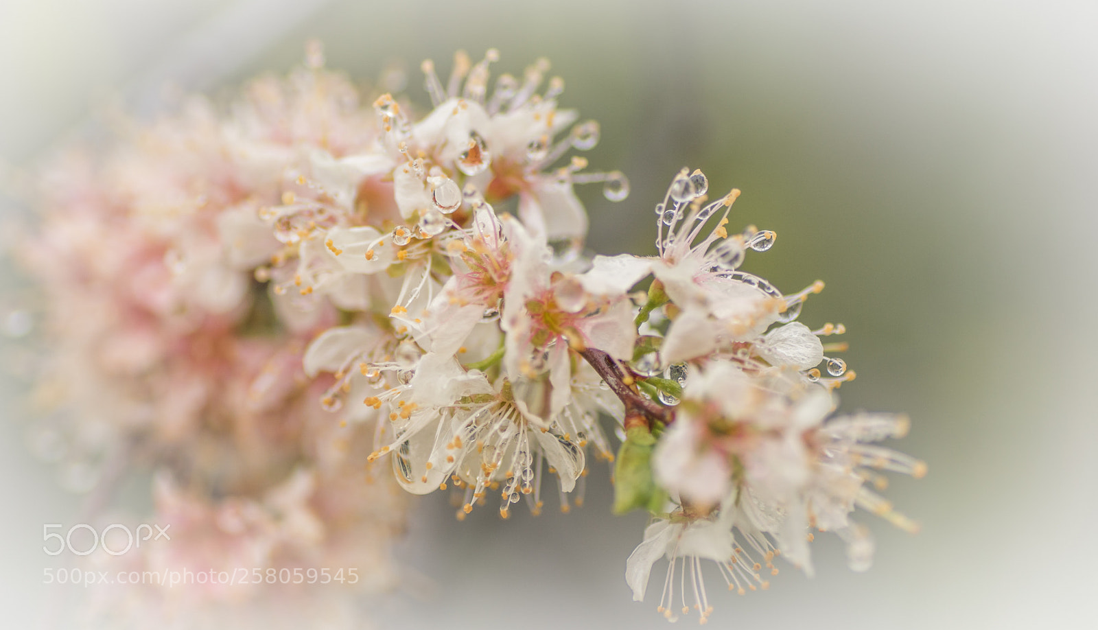 Sony ILCA-77M2 sample photo. On a rainy saturday photography