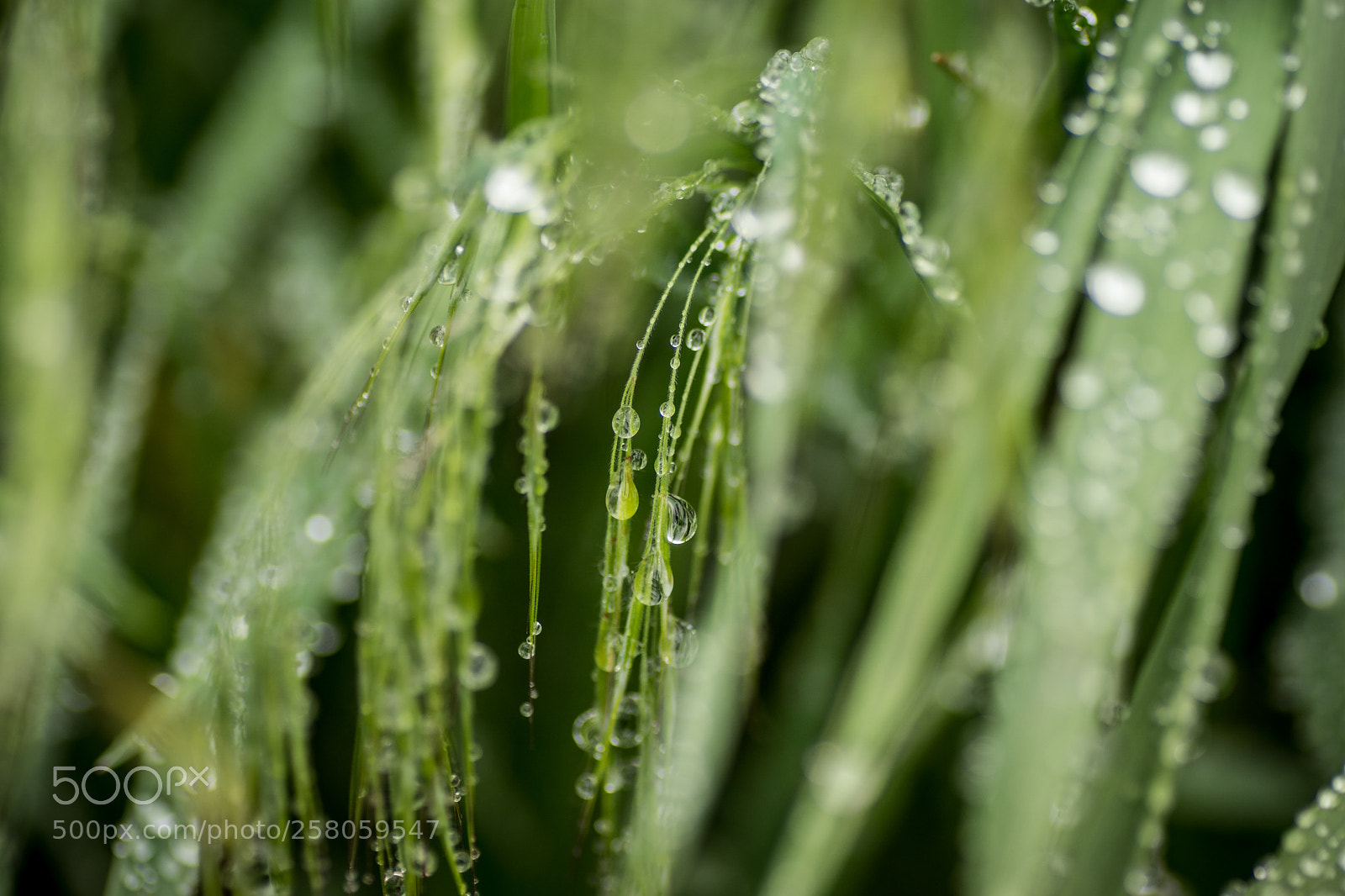 Sony ILCA-77M2 sample photo. On a rainy saturday photography