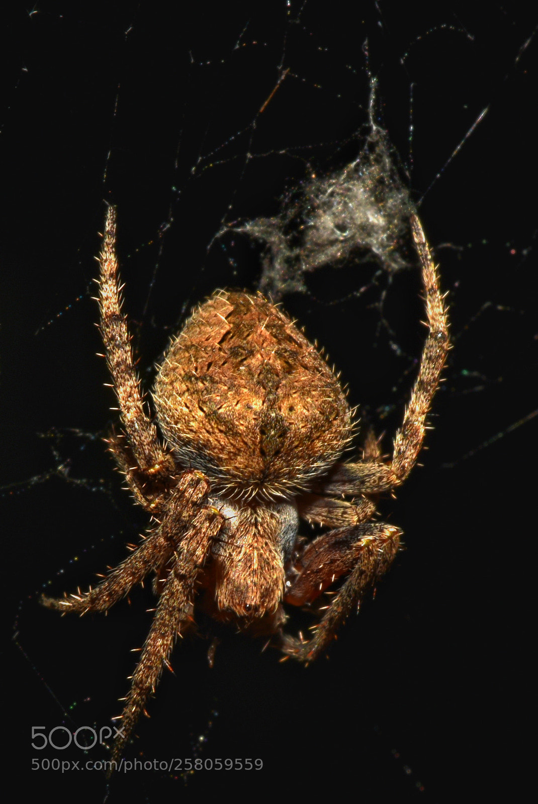 Nikon D810 sample photo. Hyper spider photography