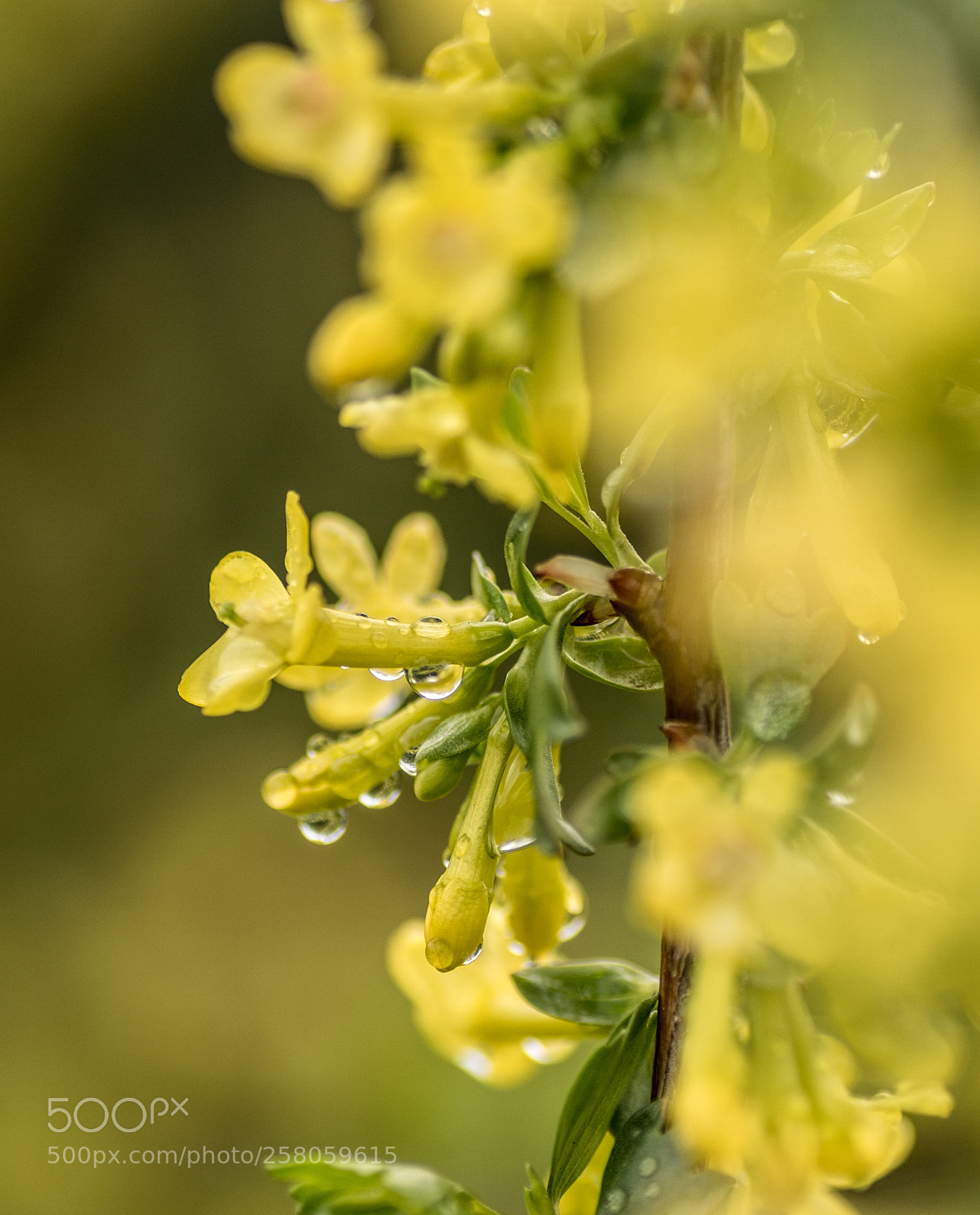 Sony ILCA-77M2 sample photo. On a rainy saturday photography