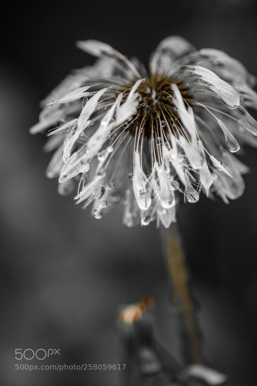 Sony ILCA-77M2 sample photo. On a rainy saturday photography