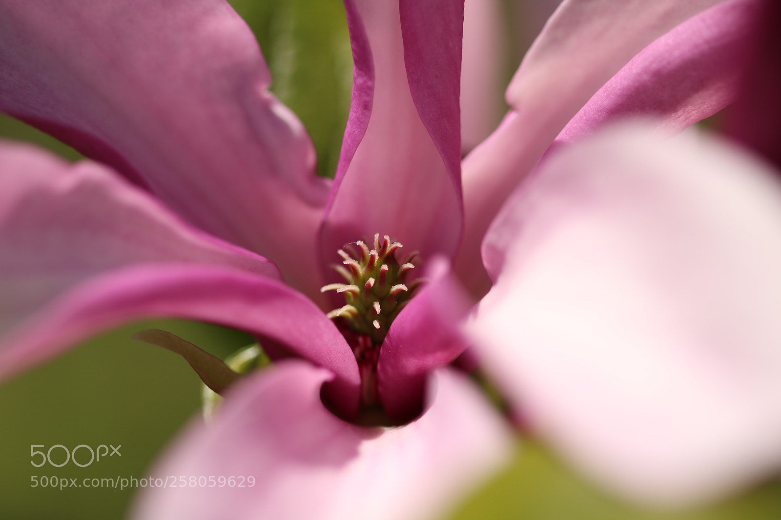 Canon EOS 760D (EOS Rebel T6s / EOS 8000D) sample photo. Flower photography
