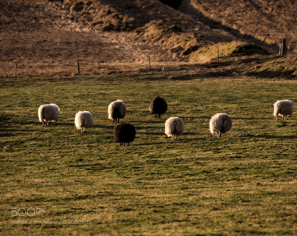Canon EOS-1D X sample photo. Untitled photography