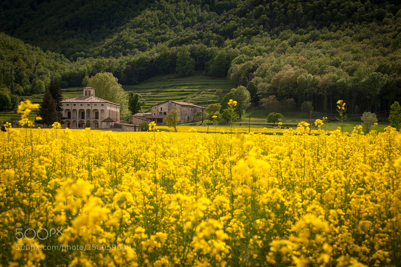 Canon EOS 50D sample photo. Yellow & green photography