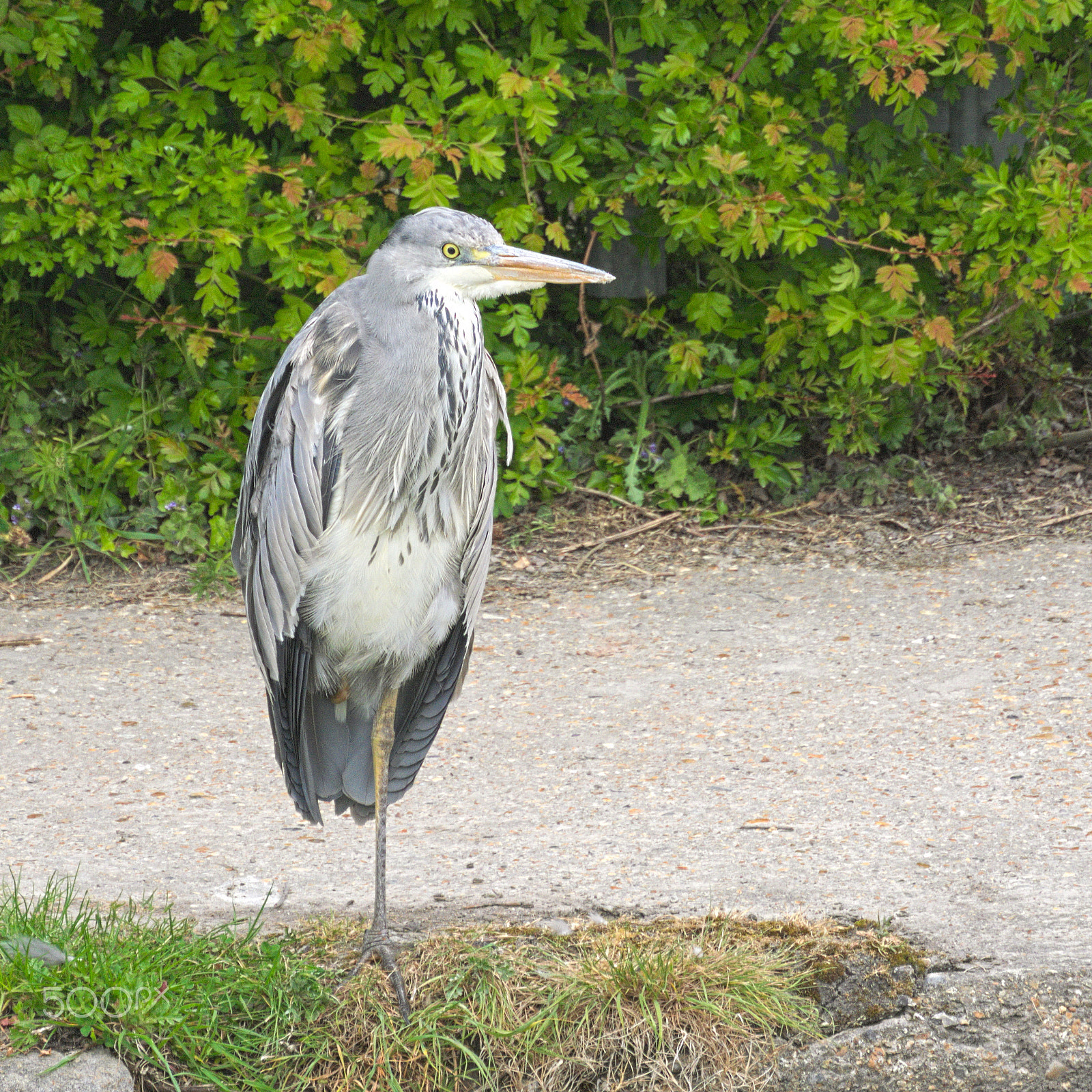 Nikon 1 V2 sample photo. Young grey heron on canal towpath photography