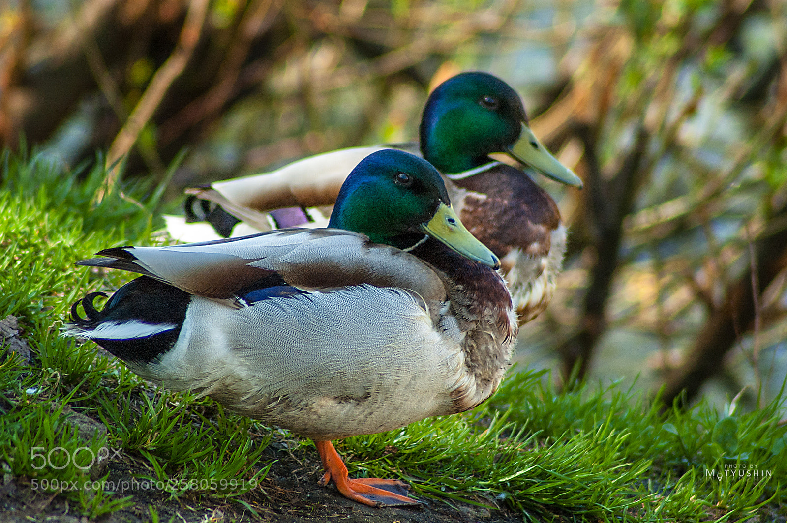 Nikon D70 sample photo. Serenity photography