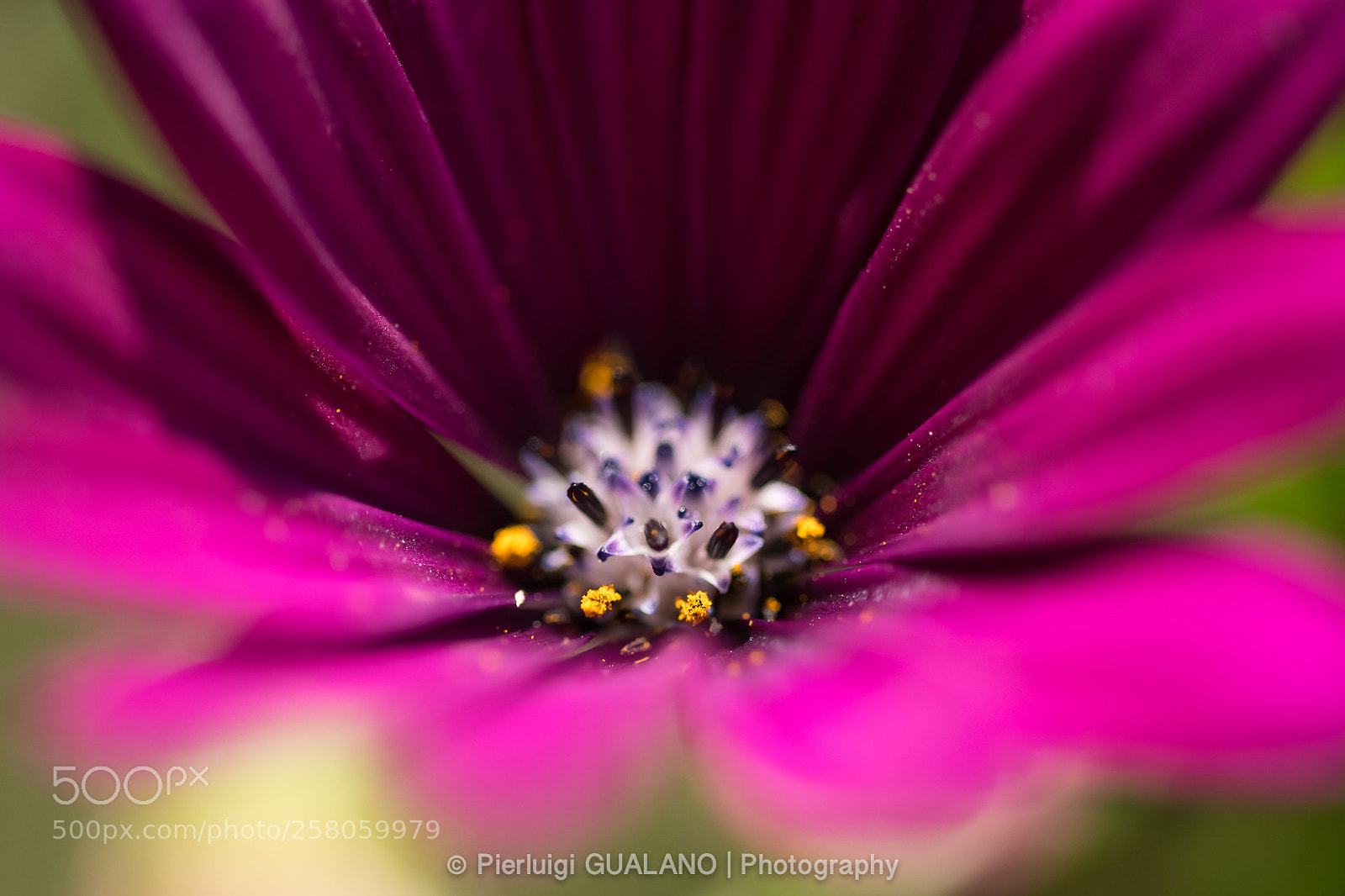 Nikon D850 sample photo. Flower photography