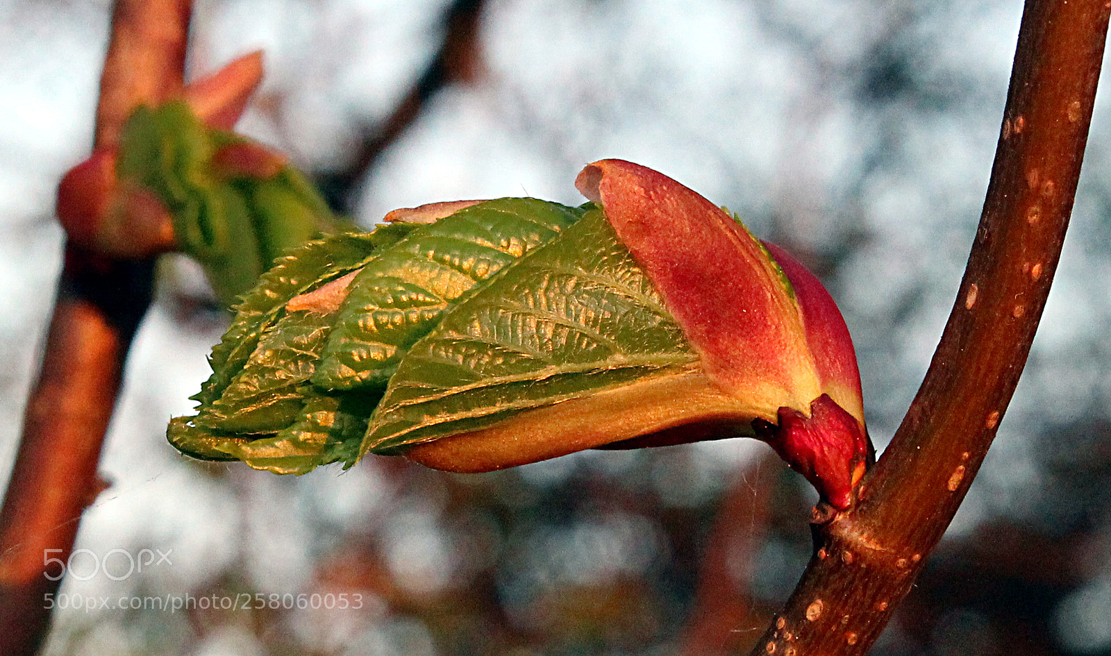 Canon EOS 1300D (EOS Rebel T6 / EOS Kiss X80) sample photo. Bud burst in the photography