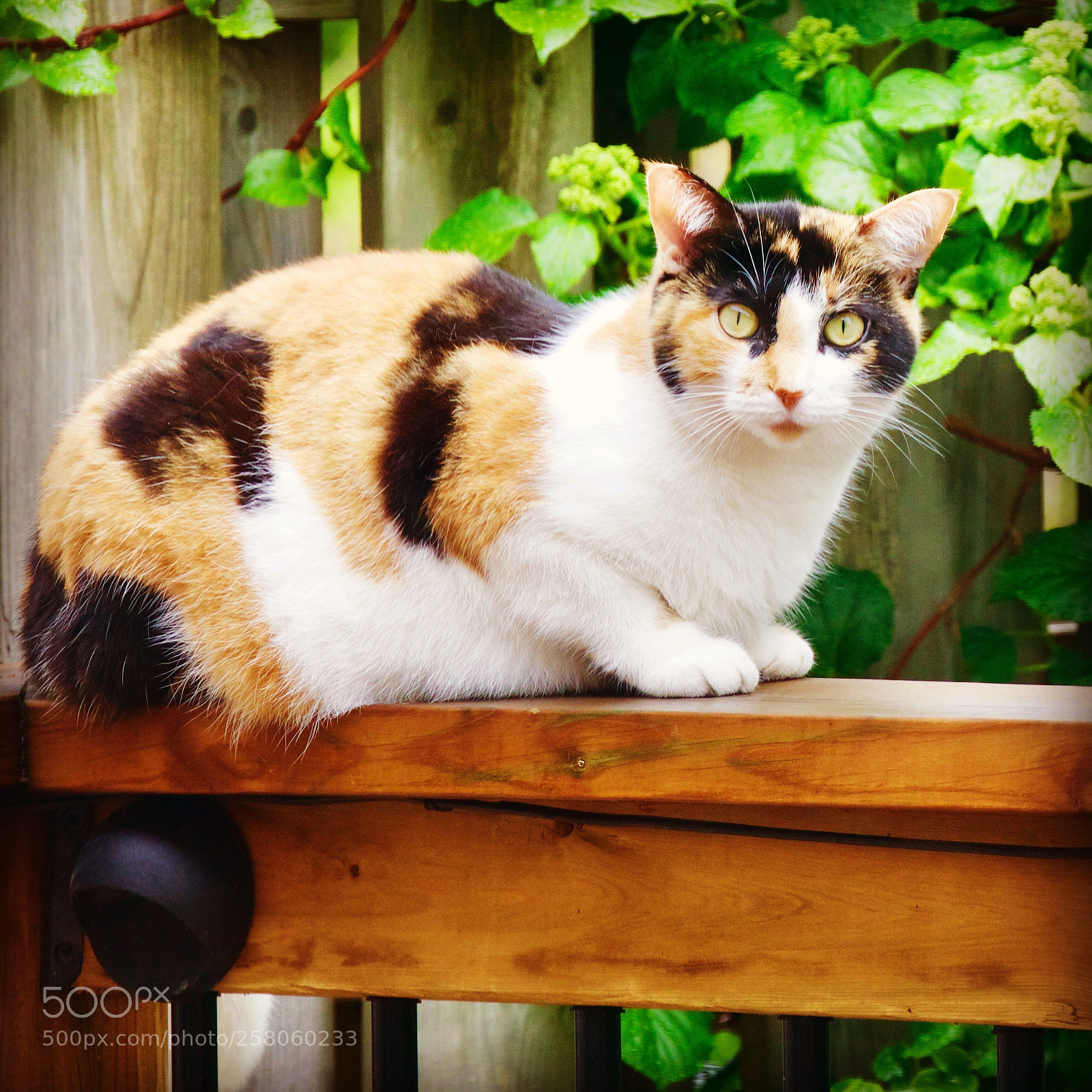 Canon EOS 5D Mark IV sample photo. Neighbourhood watch photography