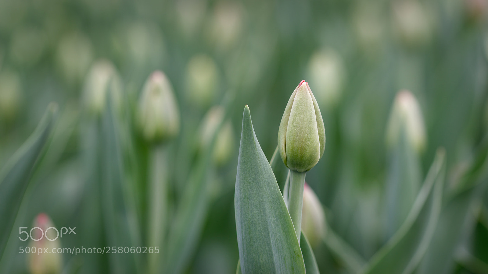 Nikon D5500 sample photo. 7364 photography