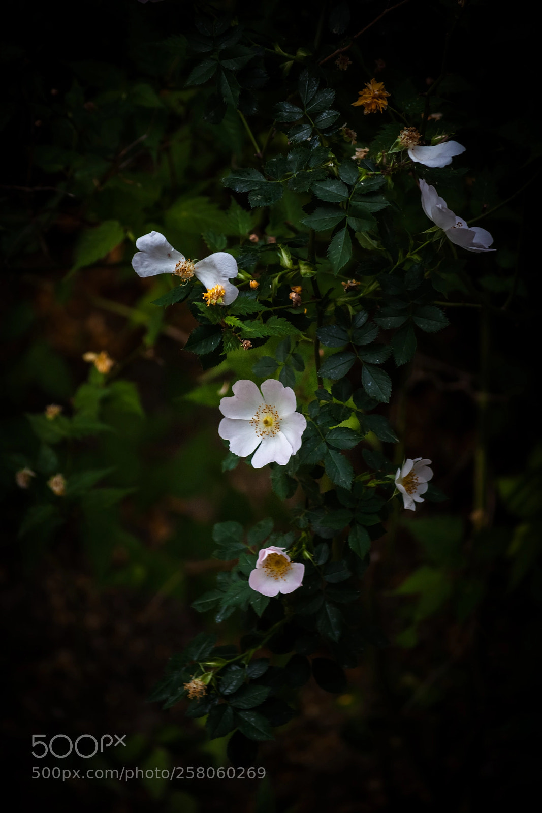 Canon EOS 500D (EOS Rebel T1i / EOS Kiss X3) sample photo. Evergreen rose photography