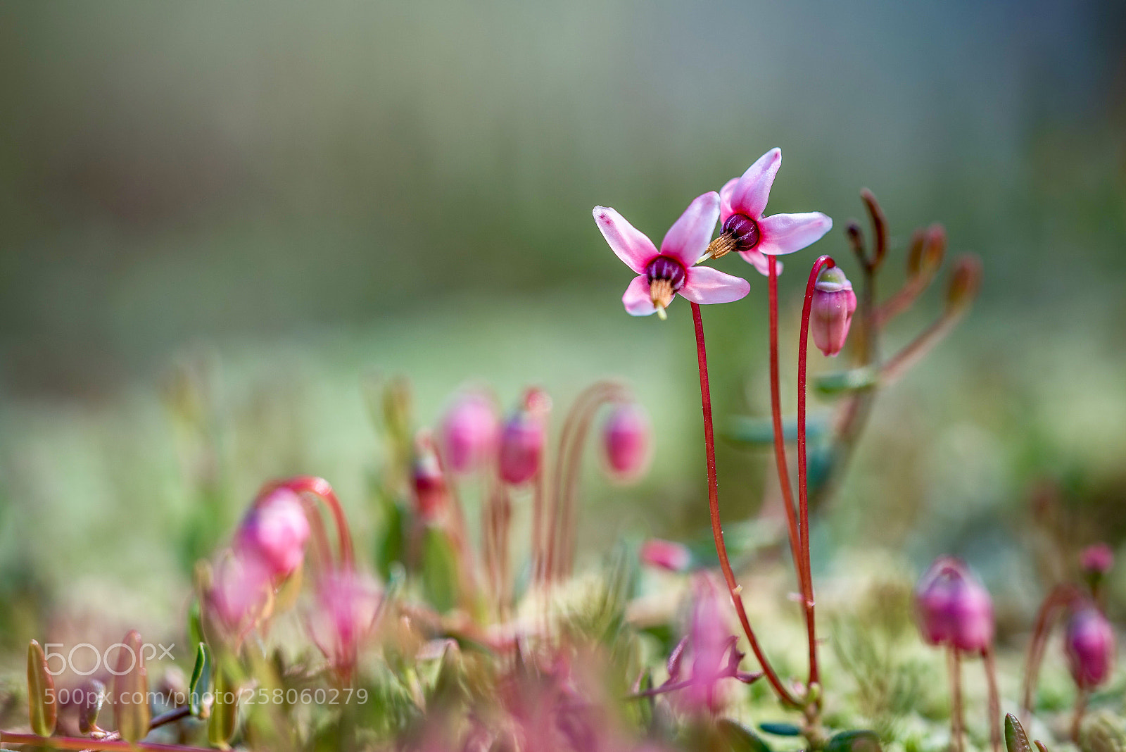 Sony a7R sample photo. Vaccinium-oxycoccos photography