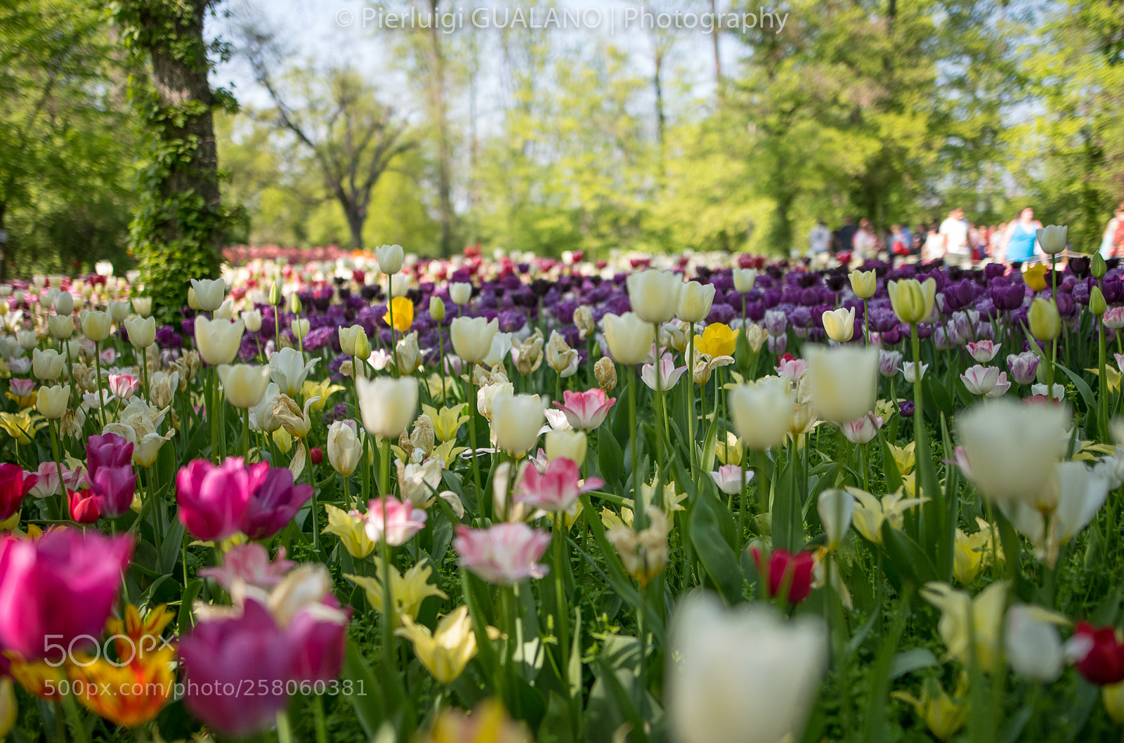 Nikon D850 sample photo. Colors of tulips photography