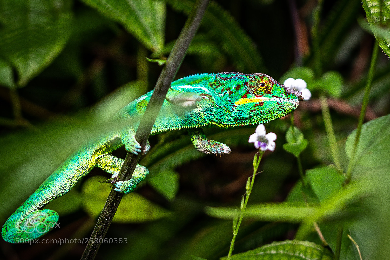 Canon EOS 5D Mark IV sample photo. Chameleon iii photography