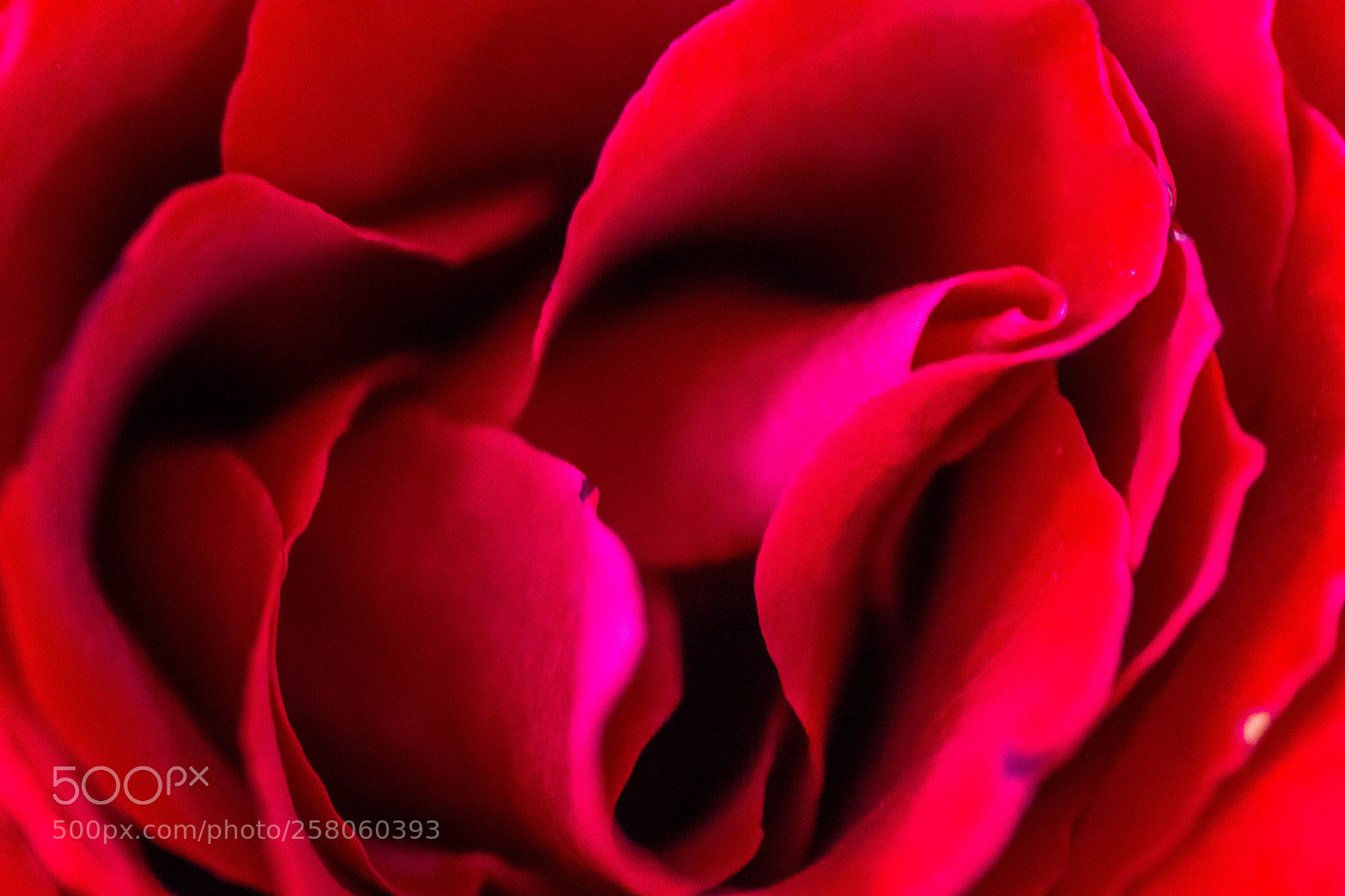 Canon EOS 70D sample photo. Red rose photography