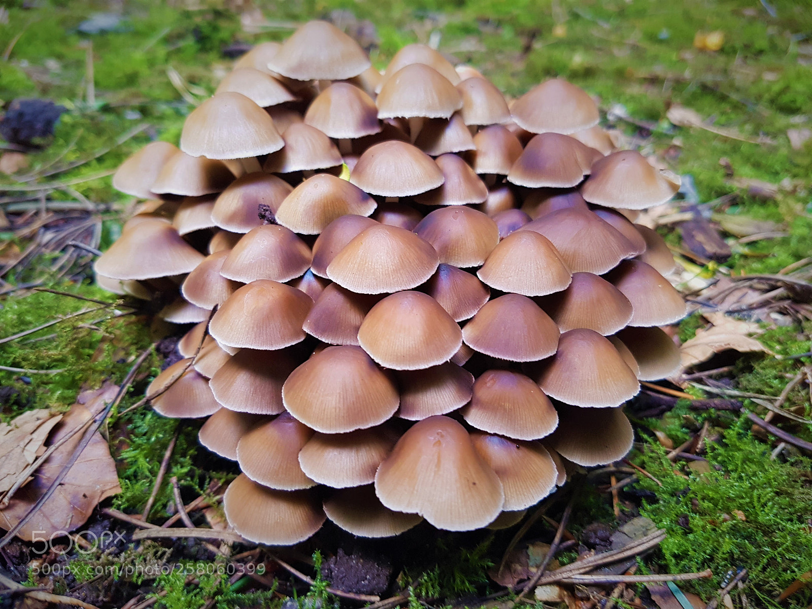 Samsung Galaxy S7 sample photo. Mushroom city. photography