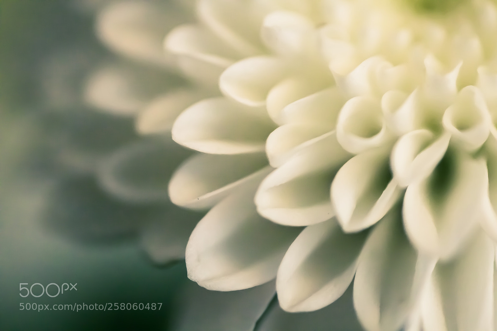Canon EOS 70D sample photo. Flower photography