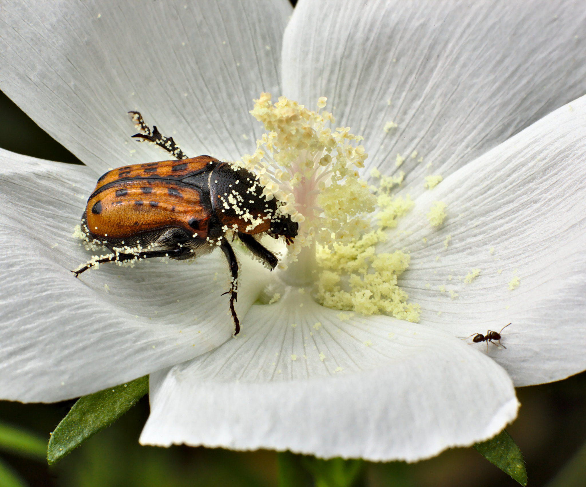 Canon EOS 5D Mark II sample photo. Flower chafer photography