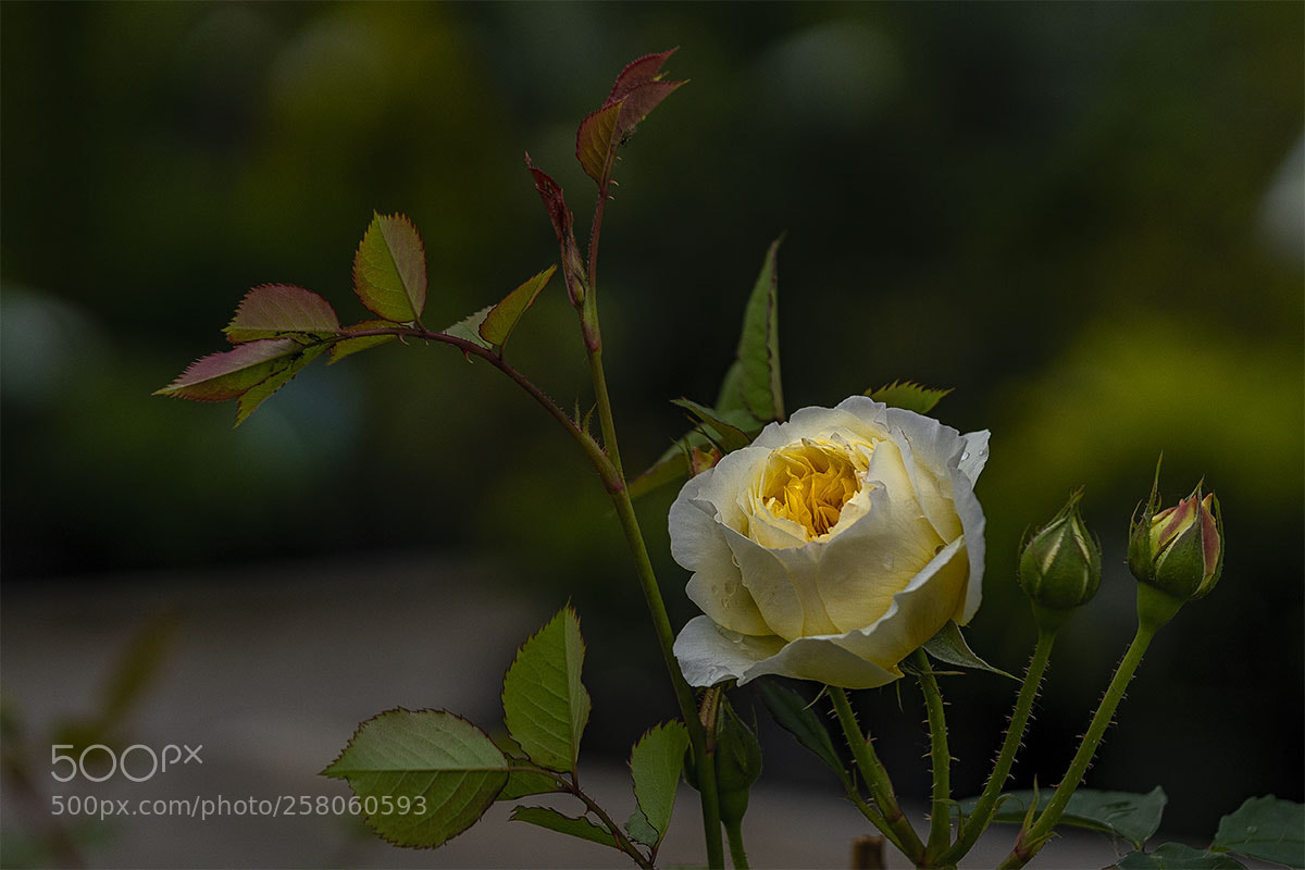 Sony a6300 sample photo. Blüten 150518-006 photography