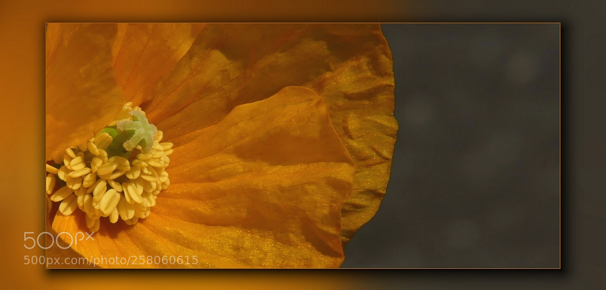 Panasonic Lumix DMC-FZ300 sample photo. Klatschmohn photography