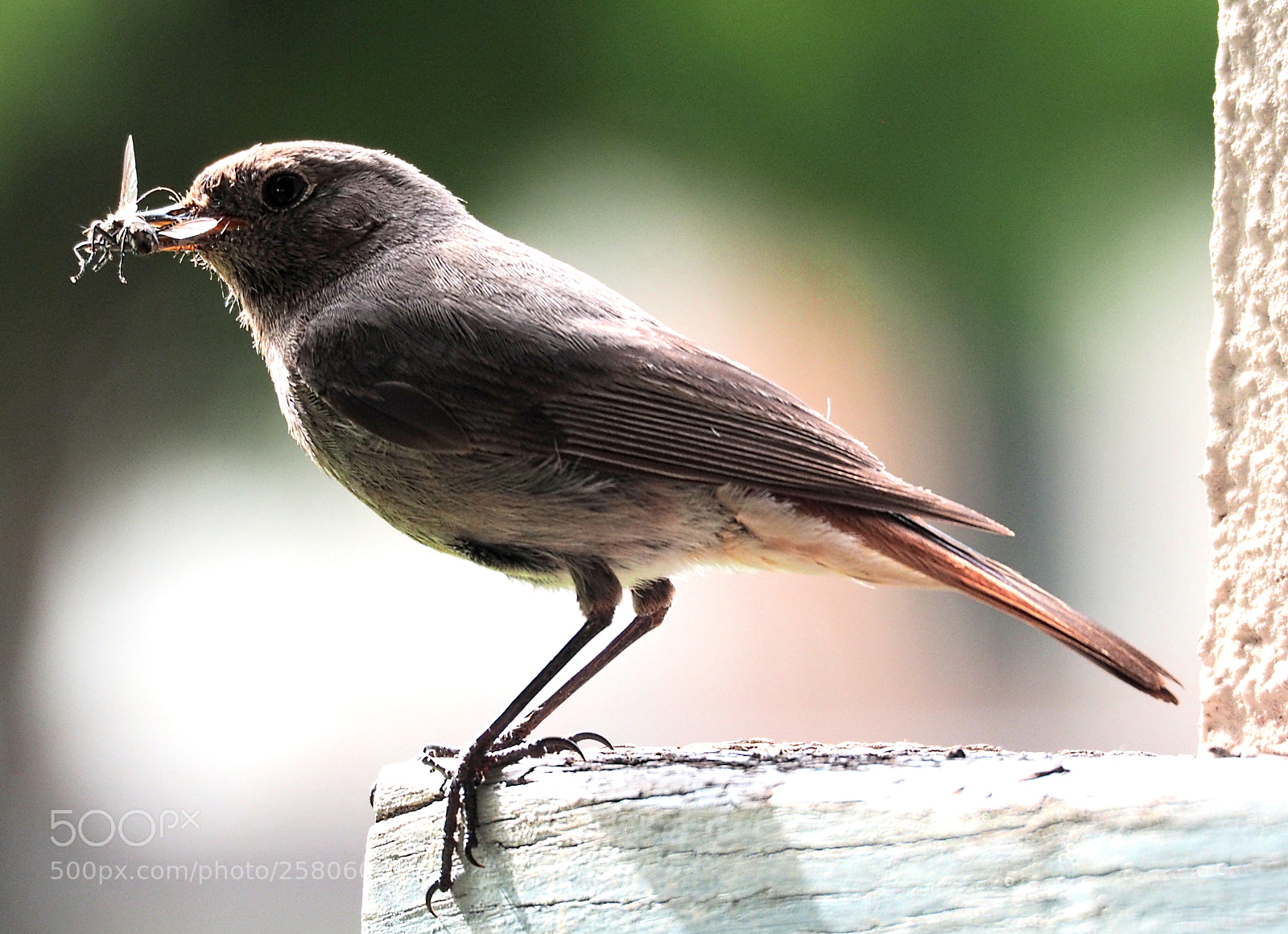 Olympus OM-D E-M5 II sample photo. Phoenicurus phoenicurus photography