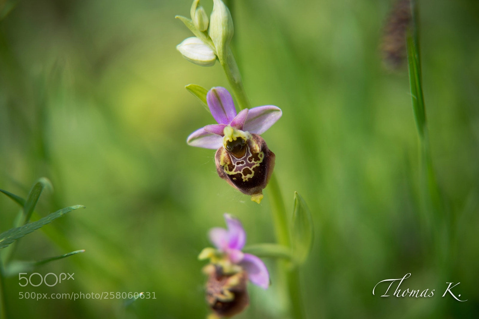 Sony a7 sample photo. Bee bearing ophrys photography