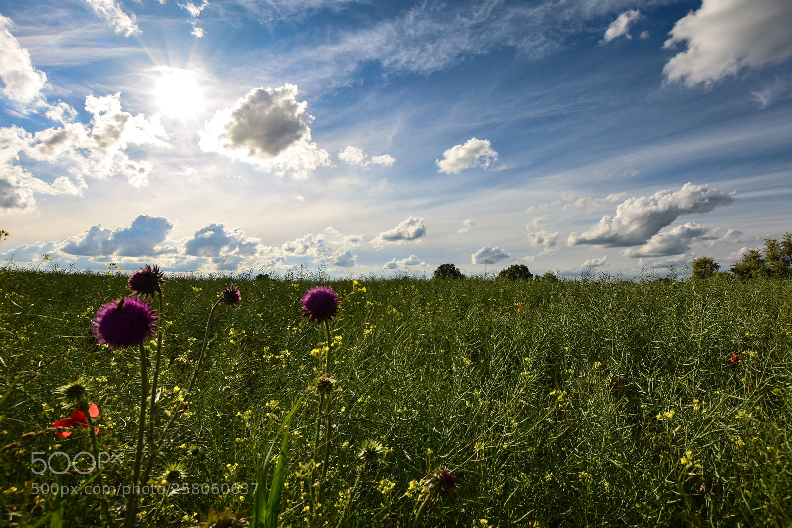 Nikon D7200 sample photo. Untitled photography