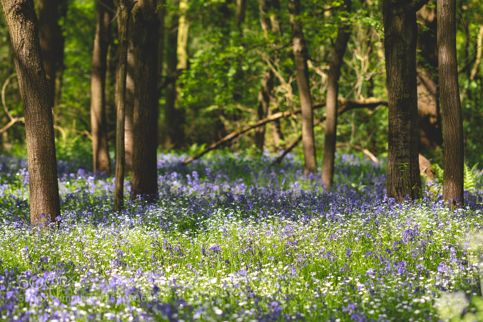 Canon EOS 70D sample photo. Woodland carpet photography