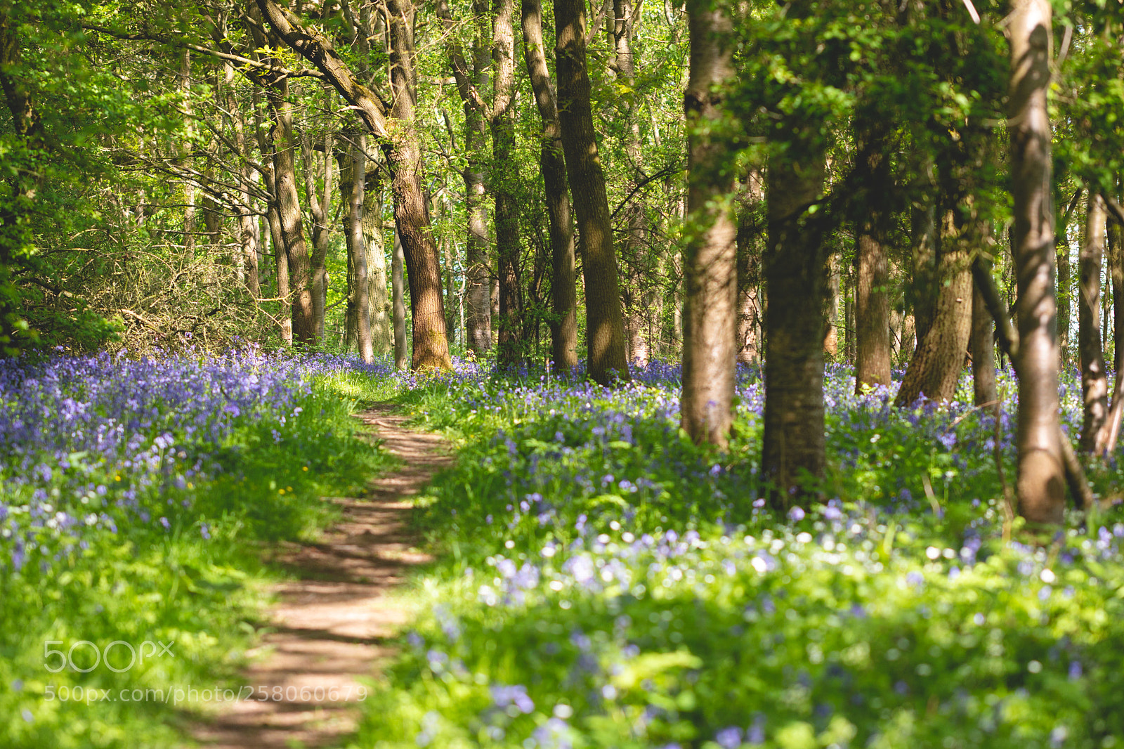 Canon EOS 70D sample photo. Woodland path photography