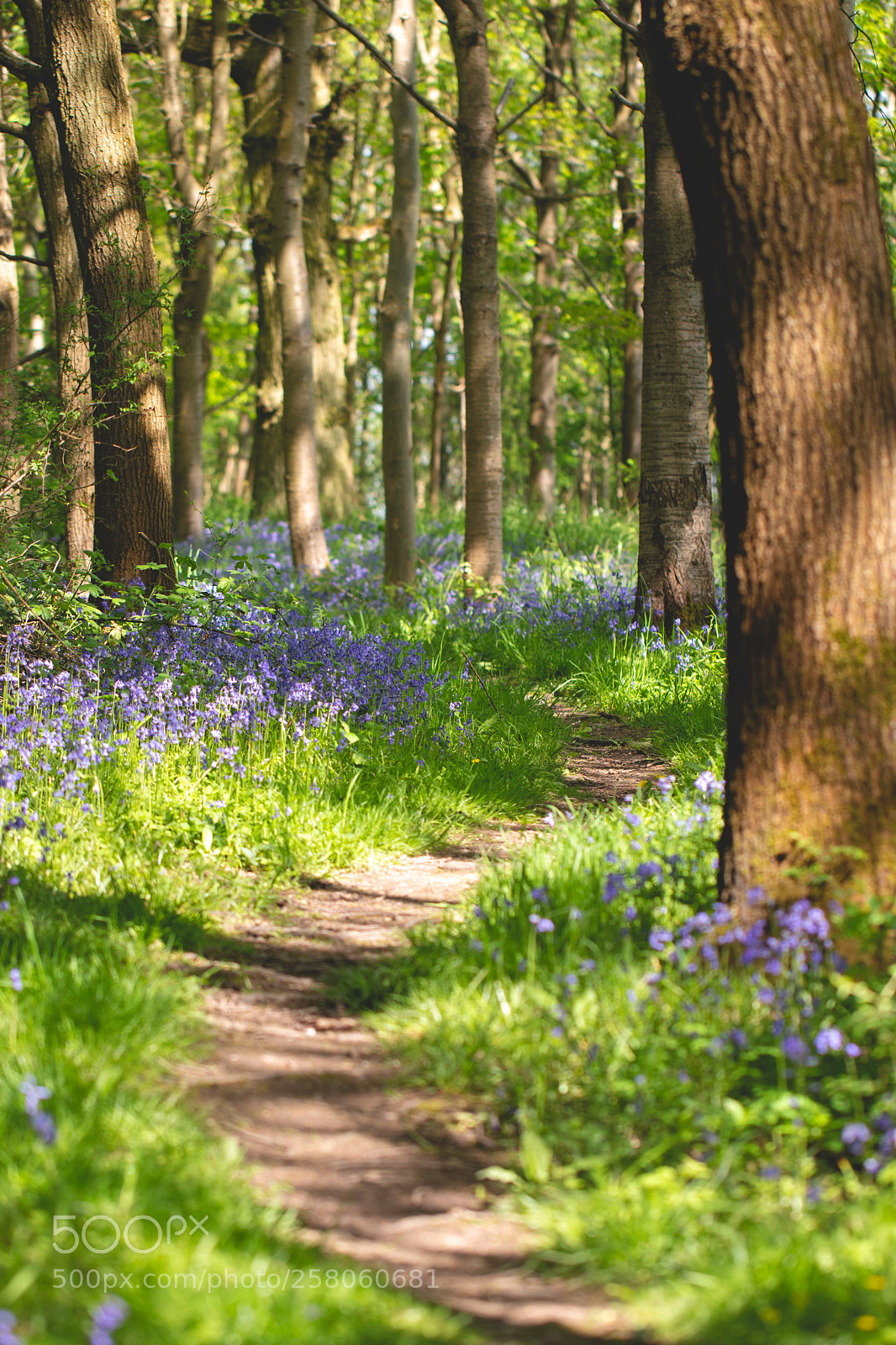 Canon EOS 70D sample photo. Winding path photography