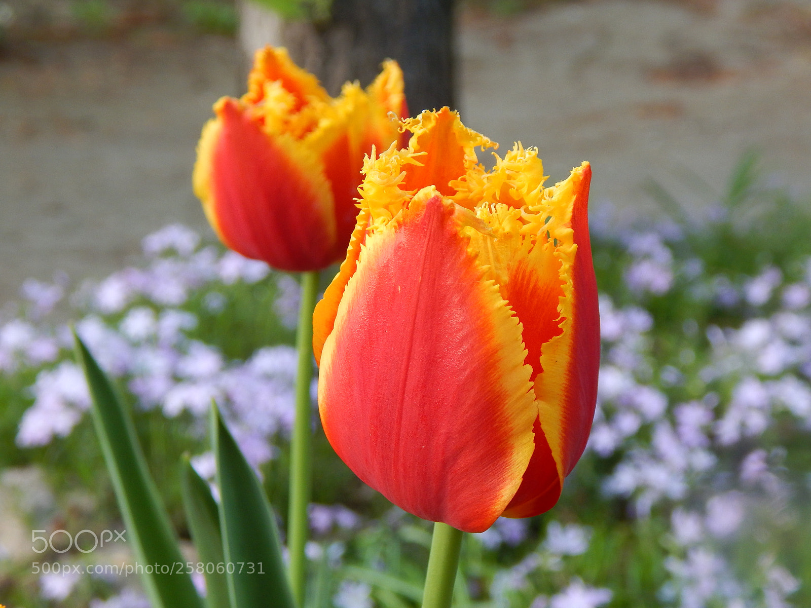 Nikon Coolpix L830 sample photo. Tulip photography