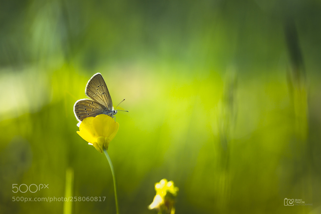 Canon EOS 7D sample photo. Butterfly photography