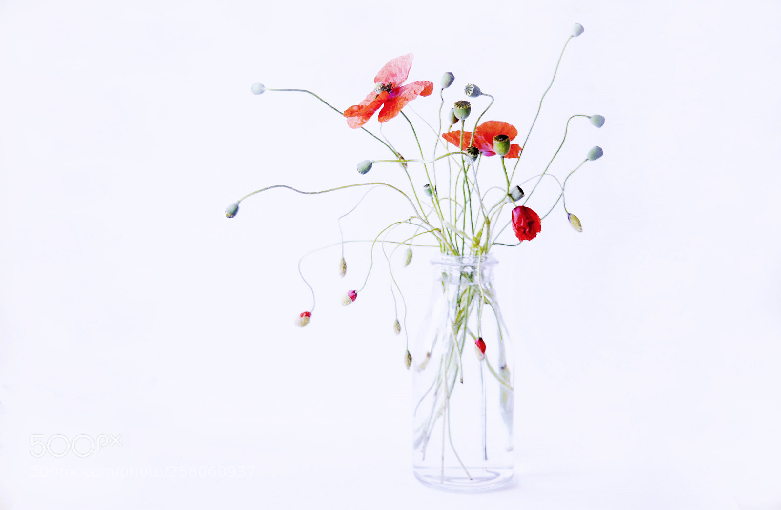 Nikon D90 sample photo. ...poppy photography