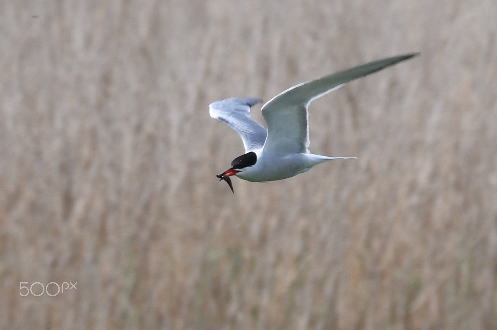 Sigma 150-600mm F5-6.3 DG OS HSM | S sample photo. Common tern,  (sterna hirundo). photography