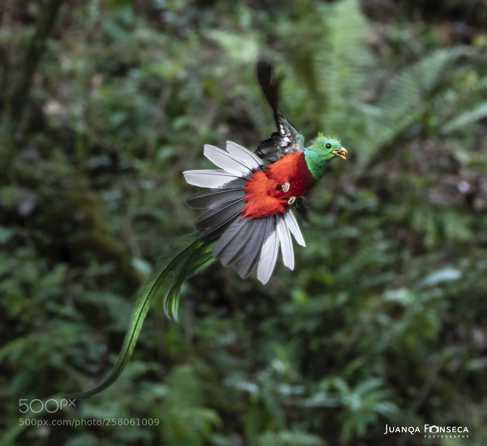 Sony a99 II sample photo. Quetzal resplandeciente macho photography
