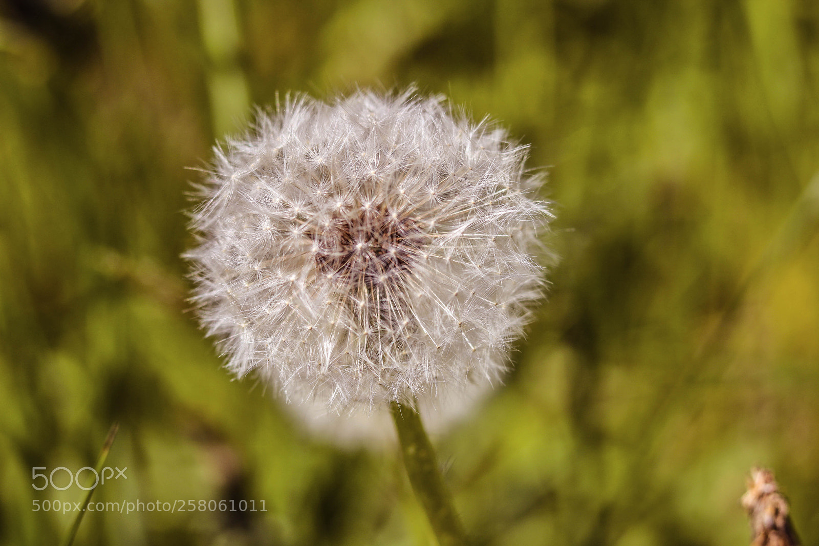 Canon EOS 750D (EOS Rebel T6i / EOS Kiss X8i) sample photo. Dandelion photography