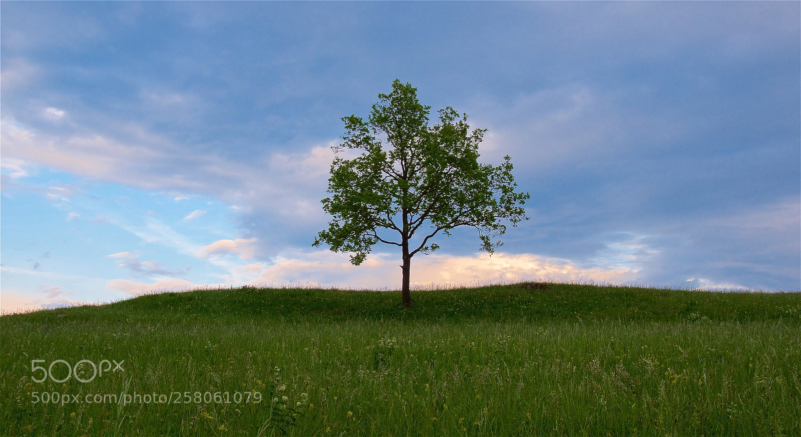 Pentax K-3 II sample photo. Just a tree photography