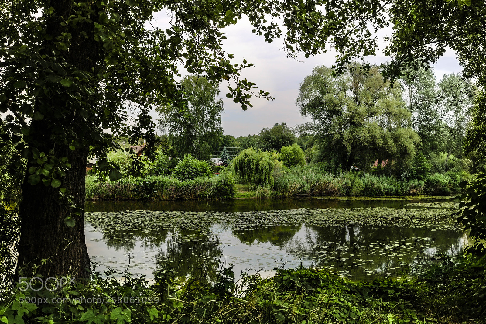 Canon EOS 750D (EOS Rebel T6i / EOS Kiss X8i) sample photo. Calm in green photography