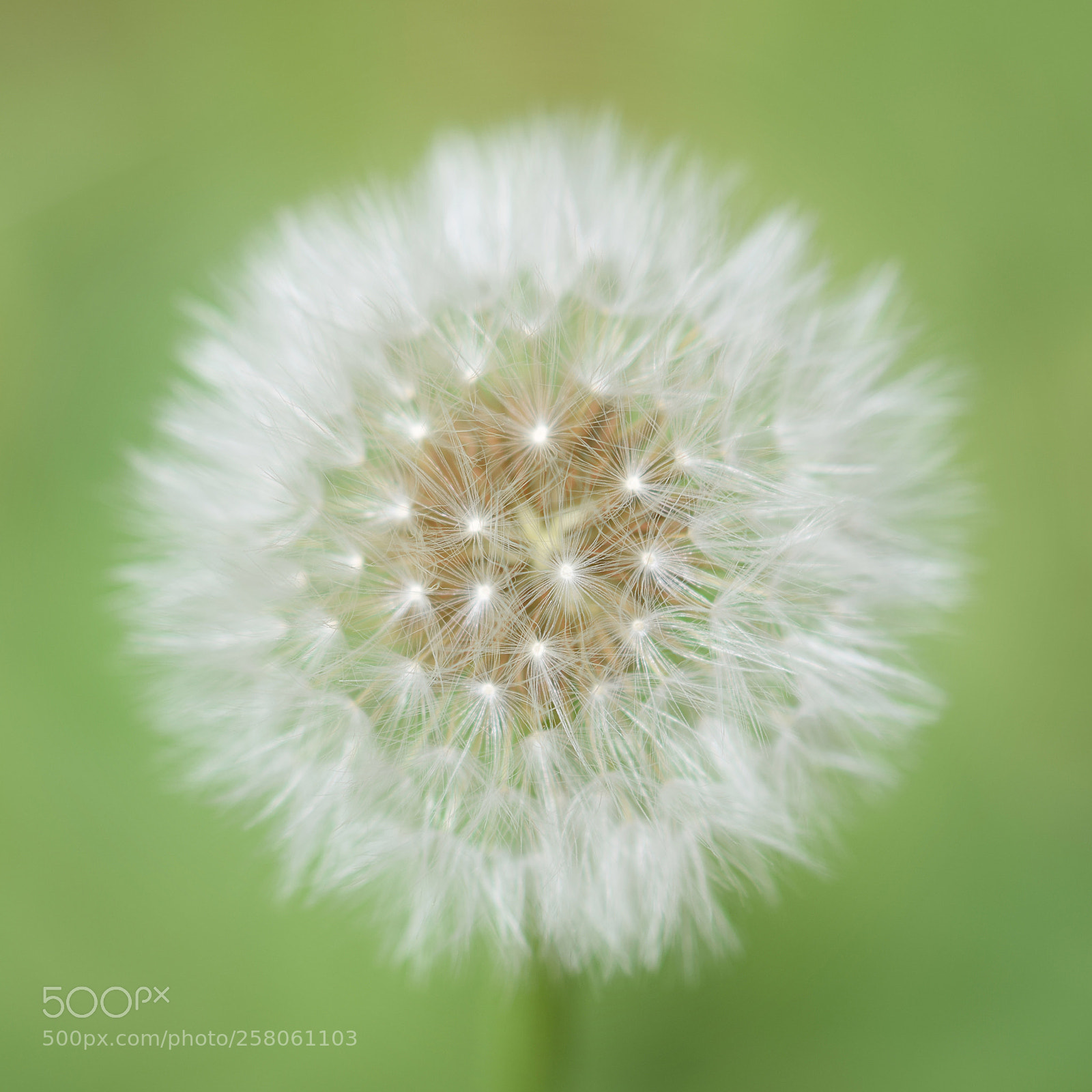 Nikon D5300 sample photo. Dandelion photography