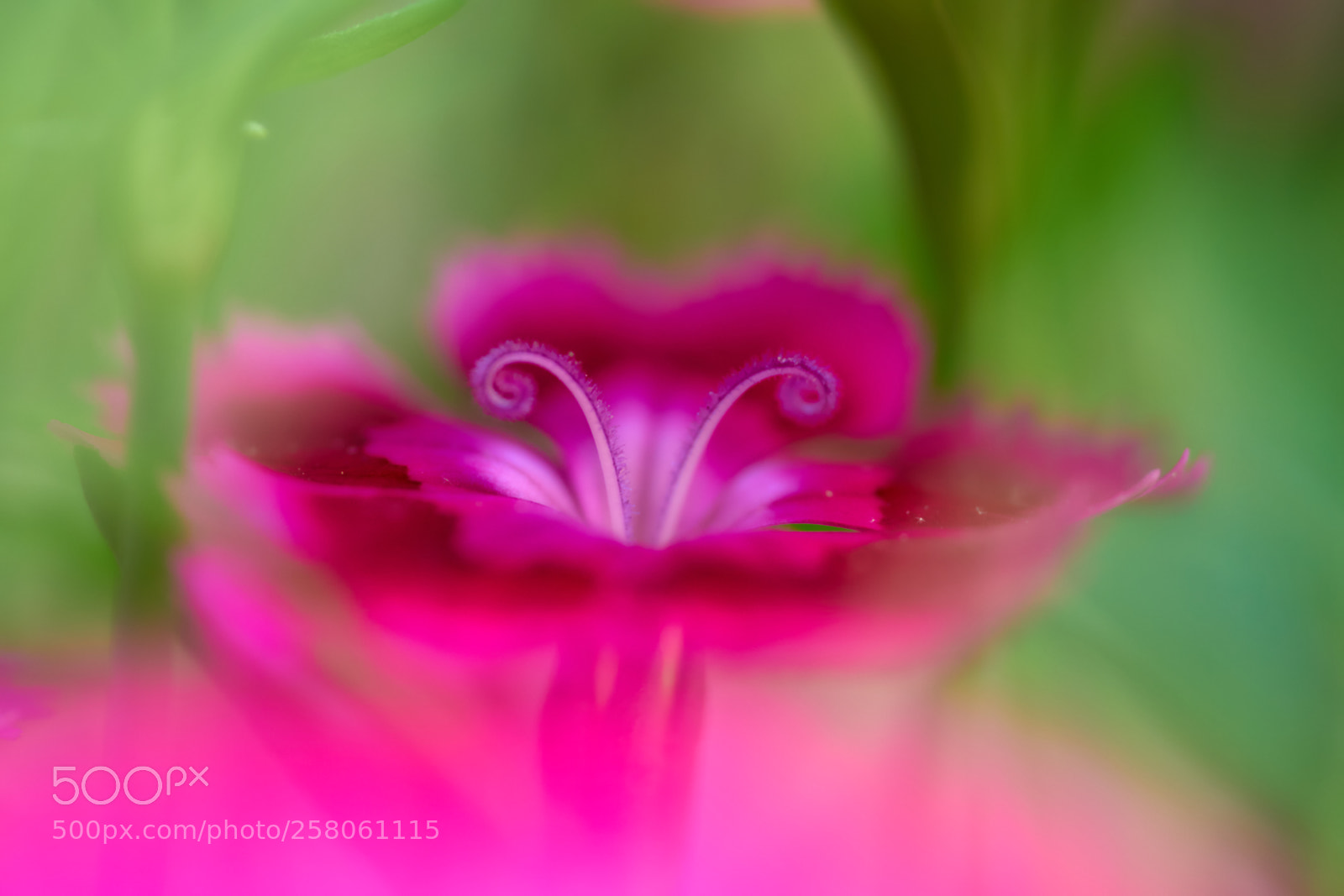 Sony a7 II sample photo. Pastel photography