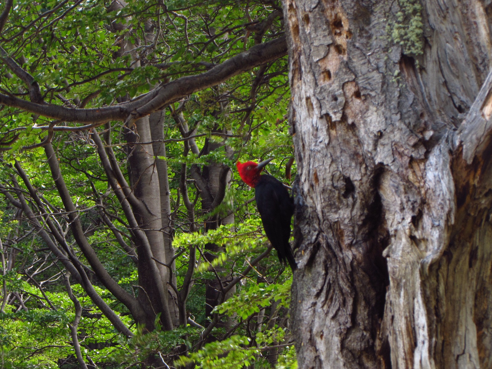 Canon PowerShot SX510 HS sample photo. Woodpecker photography