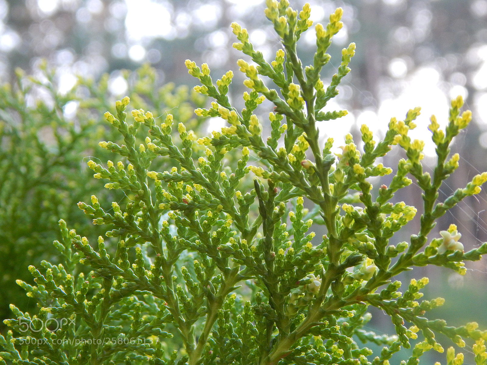 Nikon Coolpix L830 sample photo. Thuja photography