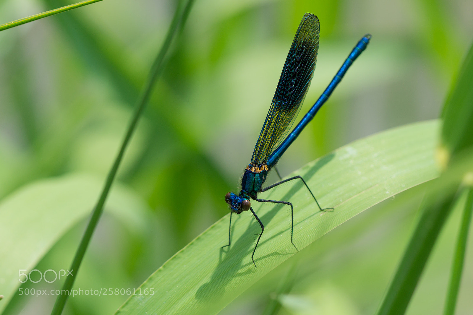 Sony a6000 sample photo. Blue beautiful demoiselle photography