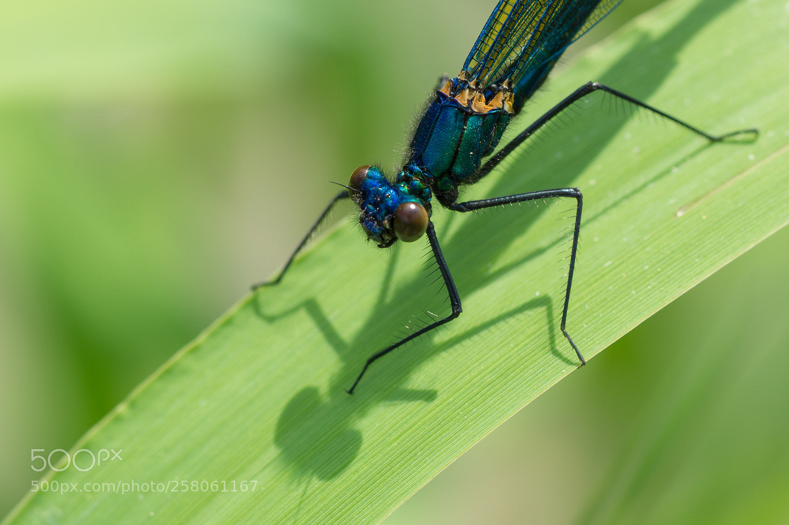 Sony a6000 sample photo. Blue beautiful demoiselle photography