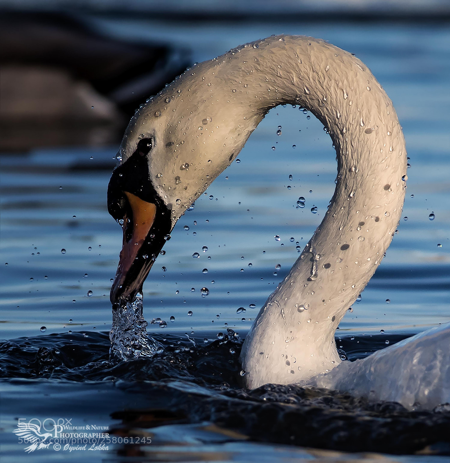 Canon EOS-1D X Mark II sample photo. Swan photography