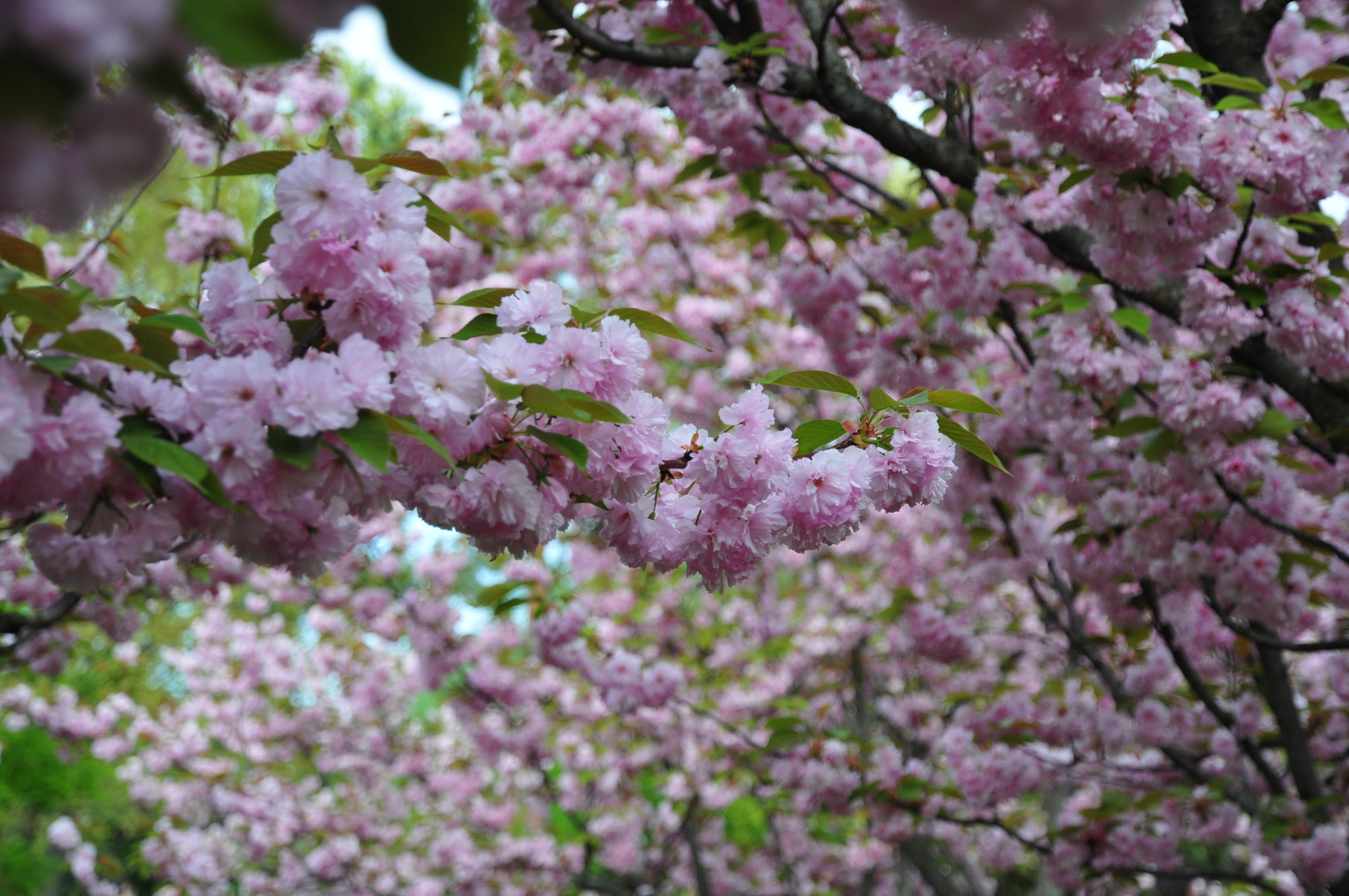 Nikon AF-S DX Nikkor 16-85mm F3.5-5.6G ED VR sample photo. Cherry blossom photography