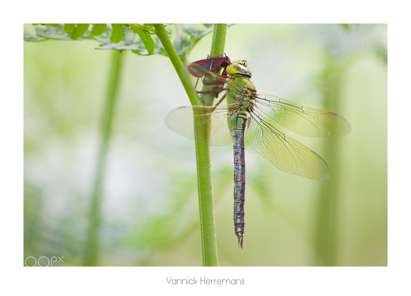 Canon EOS 1100D (EOS Rebel T3 / EOS Kiss X50) sample photo. Anax empereur / emperor dragonfly photography