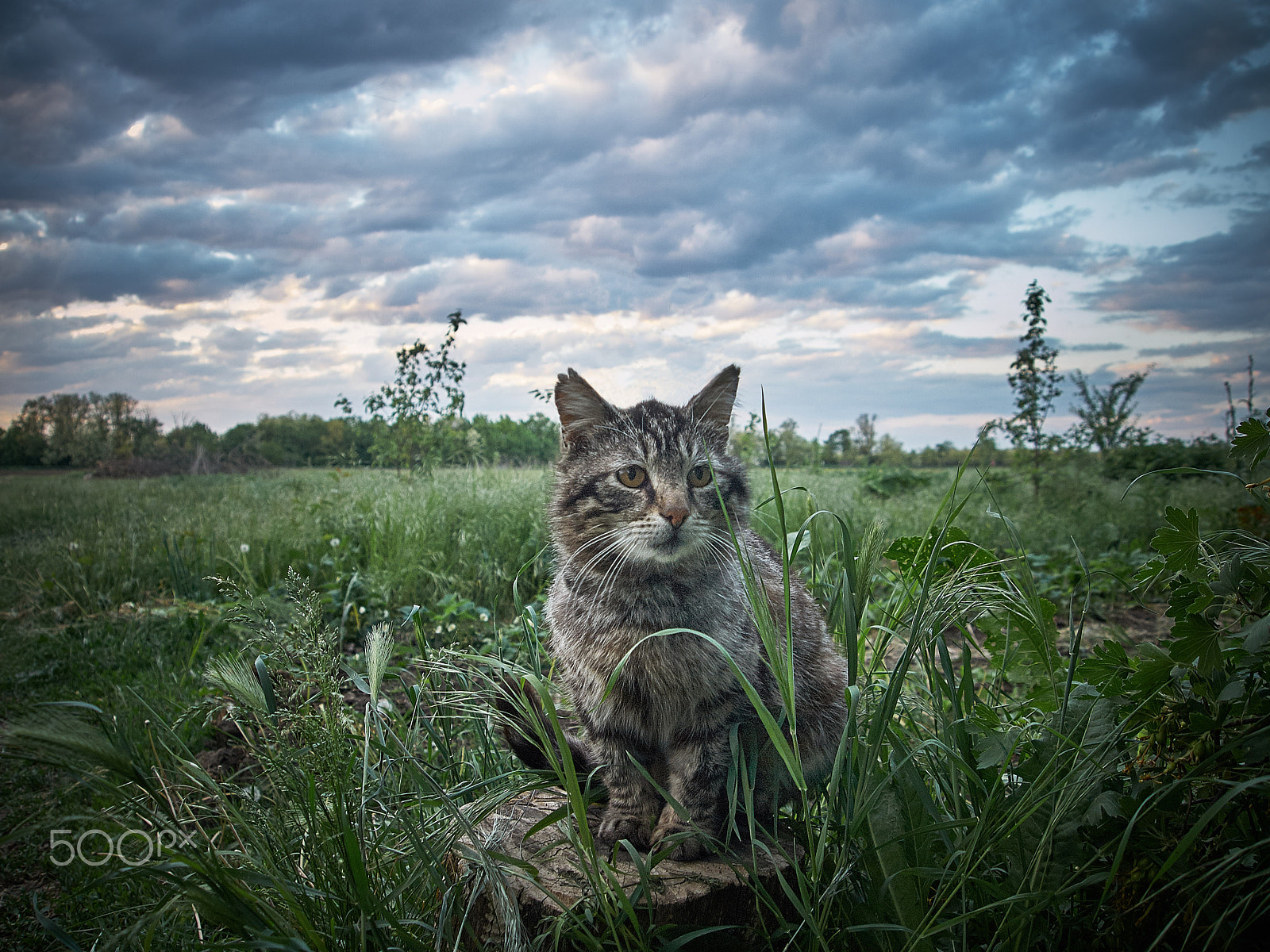 Olympus PEN E-PL1 sample photo. Cat. photography