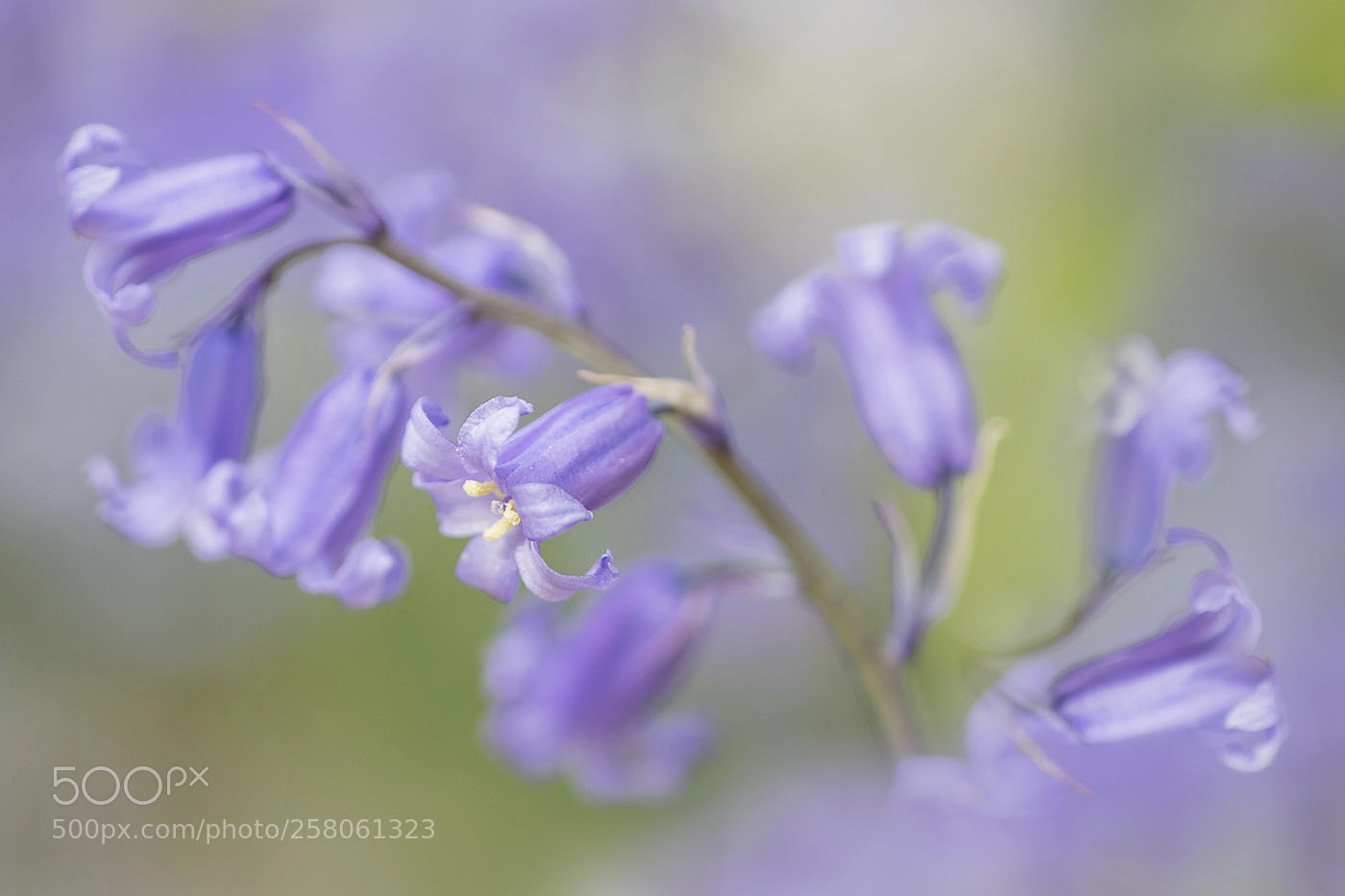 Canon EOS 7D Mark II sample photo. Bluebells photography