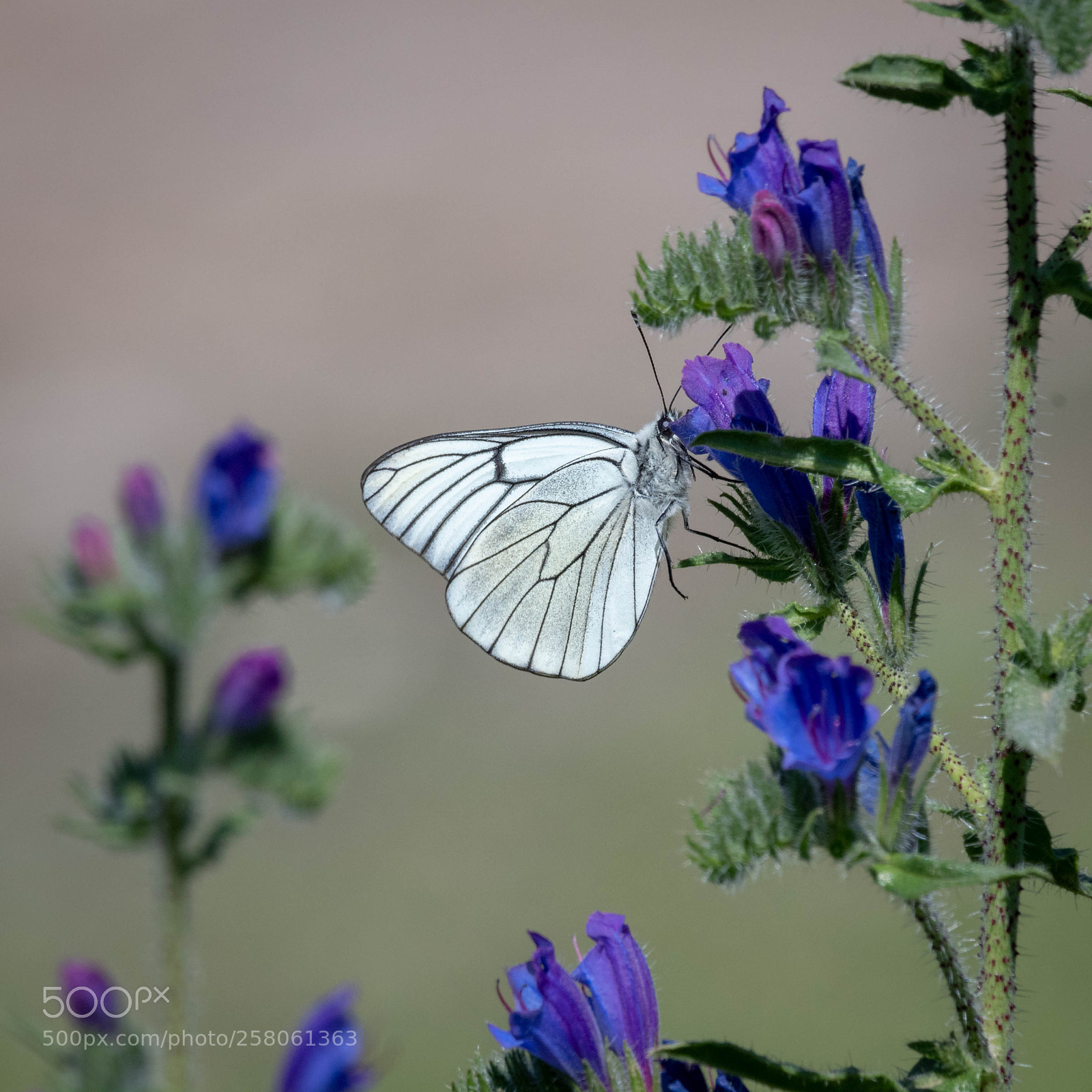 Nikon D500 sample photo. Alone photography